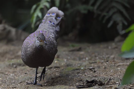 Grey Peacock-pheasant