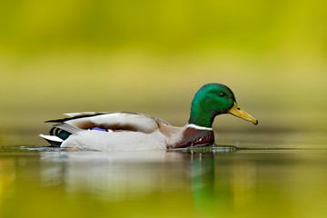Water bird Mallard, Anas platyrhynchos, with reflection in the water. Bird in the green river, Germany. Wildlife scene from nature. - obrazy, fototapety, plakaty