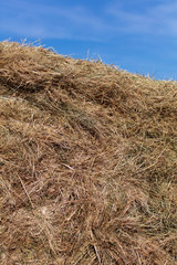 Fresh hay from the field hay in nature