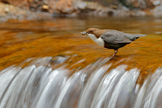 White-throated Dipper, Cinclus cinclus, brown bird with white throat in the river, waterfall in the background, animal behaviour in the nature habitat.