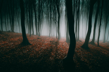 light in mysterious autumn forest with trees in mist