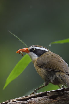 Coral-billed Scimtar-babbler bird