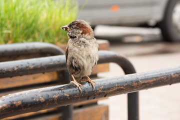 The young sparrow
