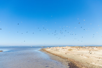 Sea birds flying over the sea in Evros, Greece