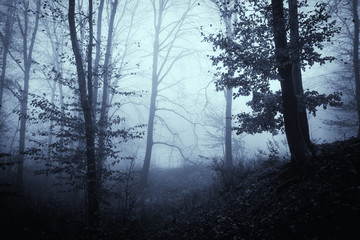 forest fog, mysterious woods landscape