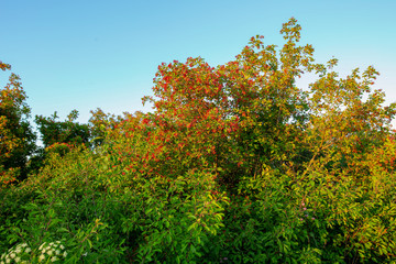 A tree with red and green leaves in the open air