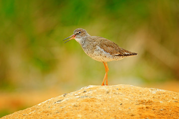 Common redshank,Tringa totanus, in nature habitat, sand hill and grass water in march. Eurasian wader, sunny day near the lake, Sweden. Bird in environment, wildlife Europe.