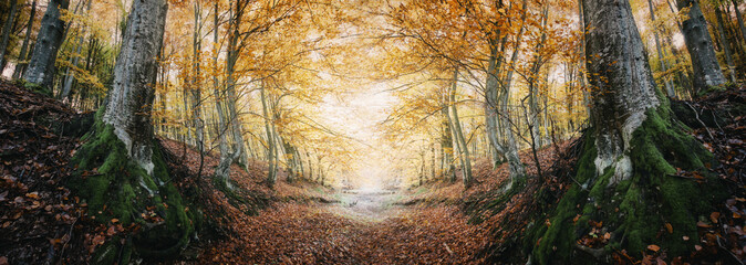 fantasy autumn forest panorama