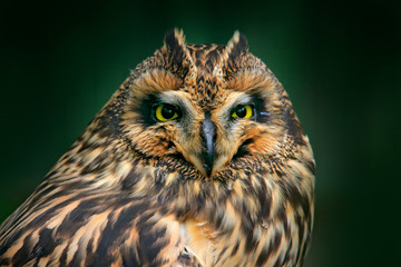 Detail head portrait of owl, fixed eyes. Short-eared Owl, Asio flammeus, sitting on the spruce tree. Bird in the habitat, beautiful yellow eyes. Wildlife scene from Europe.