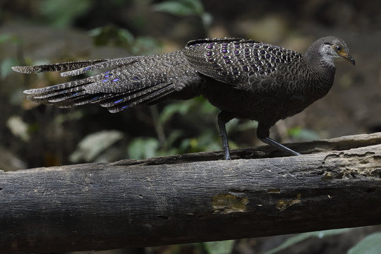 Grey Peacock-pheasant