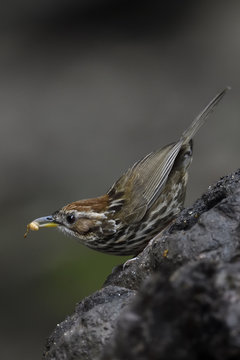 Puff-throated Babbler bird