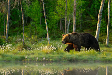 Fototapeta premium Morning light with big brown bear walking around lake in the morning light. Dangerous animal in nature forest and meadow habitat. Wildlife scene from Finland near Russian border.