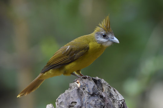 Puff Throated Bulbul Bird