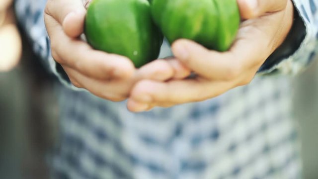 Pepper Organic Green Fruit in man Hands