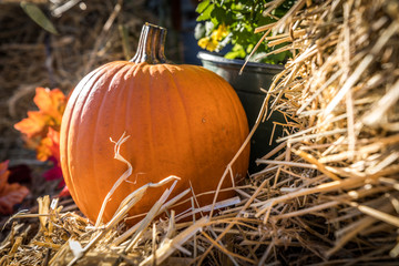Halloween pumpkins in the fall