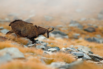 Chamois, Rupicapra rupicapra, on the rocky hill with autumn grass, mountain in Gran PAradiso, Italy. Wildlife scene in nature. Animal with horn in the habitat.