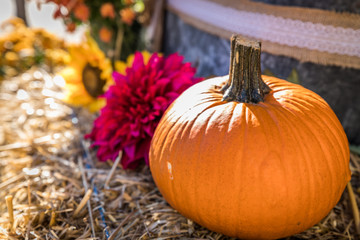 Halloween pumpkins in the fall