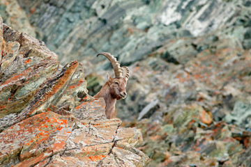 Alpine Ibex, Capra ibex, with autumn orange larch tree in hill background, National Park Gran Paradiso, Italy. Autumn landscape wildlife scene with beautiful animal. 
