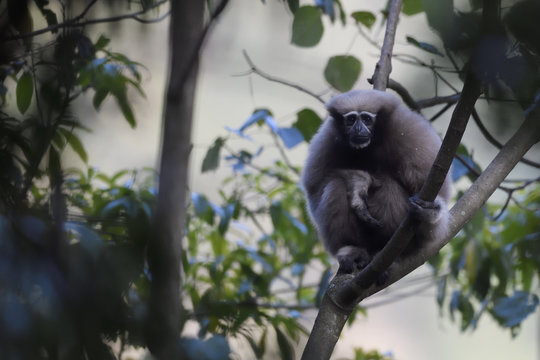 Skywalker hoolock gibbon china