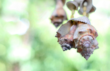 Variety seashells mobile hanging on green bokeh background