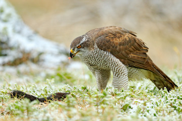 Goshawk, Accipiter gentilis, feeding on killed dark squirrel in the forest. Bird of Prey in the forest habitat, winter with first snow in the green vegetation.  