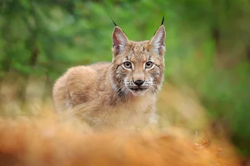 Foto op Plexiglas Euraziatische lynx wandelen. Wilde kat uit Duitsland. Bobcat tussen de bomen. Jagen op carnivoor in herfstgras. Lynx in groen bos. Wildlife scene uit de natuur, Tsjechisch, Europa. © ondrejprosicky
