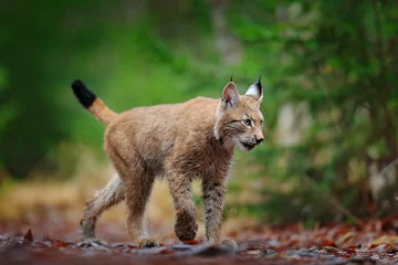 Foto auf Acrylglas Eurasian lynx walking. Wild cat from Germany. Bobcat among the trees. Hunting carnivore in autumn grass. Lynx in green forest. Wildlife scene from nature, Czech, Europe. © ondrejprosicky