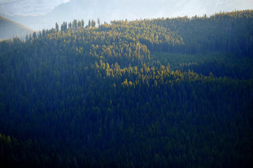 Pine Forest Trees and Mountains Wilderness