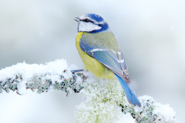 Obraz premium Ptak Modraszka w lesie, płatki śniegu i ładny oddział porostów. Scena przyrody z natury. Szczegółowy portret piękny ptak, Francja, Europa. Pierwszy śnieg w przyrodzie. Śnieżna zima z ślicznym ptakiem śpiewającym.