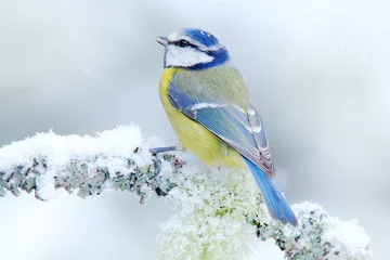 Tuinposter Vogel Pimpelmees in bos, sneeuwvlokken en mooie korstmos tak. Wildlife scène uit de natuur. Detail portret van mooie vogel, Frankrijk, Europa. Eerste sneeuw in de natuur. Sneeuwwinter met schattige zangvogel. © ondrejprosicky