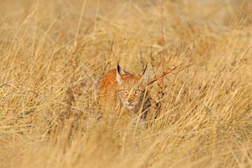 Portrait of Eurasian Lynx, wild cat on the meadow. Wildlife scene from nature. Cute big cat hidden in the grass.