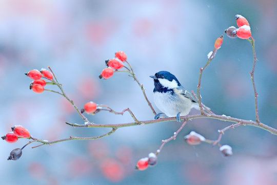 Coal Tit on snowy wild red rose branch. Cold morning in the nature. Songbird in the nature habitat. Wildlife scene from winter forest, Germany, Europe. Bird in the habitat.