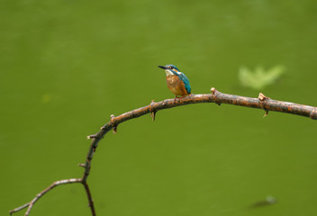 Kingfisher on a branch