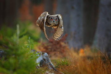 Flying Eurasian Eagle Owl with open wings, action wildlife scene from nature, Germany. Dark forest with bird. Owl in forest habitat, tree stump. Bird in the forest habitat.
