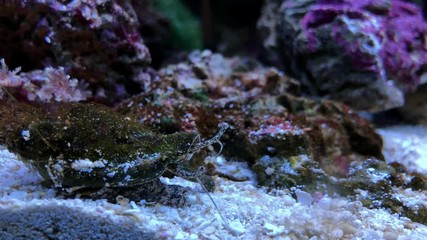 Sea snail in aquarium. Unique amazing beautiful exotic macro video. 