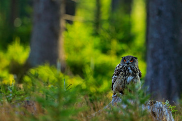 Naklejka premium Owl in forest habitat, sitting on old tree trunk. Eurasian Eagle Owl with big orange eyes, Germany. Bird in autumn wood, beautiful sun light between the trees. Wildlife scene from nature.
