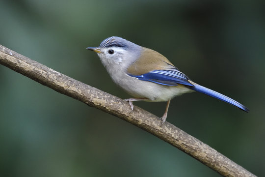 Blue-winged Minla bird
