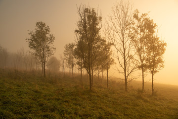 Obraz premium Misty trees on a field sunrise