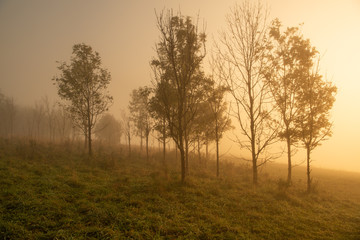 Fototapeta na wymiar Misty trees on a field sunrise