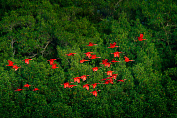 Scarlet Ibis, Eudocimus ruber, exotic red bird, nature habitat, bird colony sitting on the tree, Caroni Swamp, Trinidad and Tobago, Caribbean. Flock of ibis, wildlife nature.