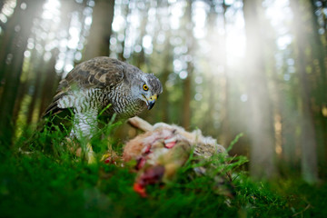 Goshawk, Accipiter gentilis, feeding on killed hare in the forest. Bird of Prey with fur catch in the nabitat. Animal behaviour, wildlife scene from nature. Goshawk in the green vegetation.