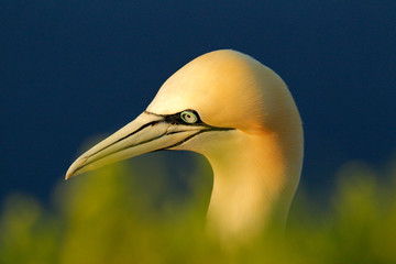 Beautiful evening light. Northern gannet, detail head portrait of sea bird sitting on the nest, with dark blue sea water in the background, United Kingdom.