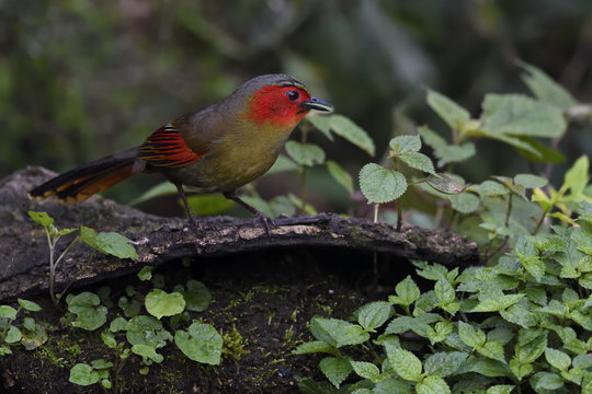 Red faced Liocichla bird china