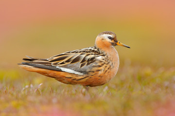 Grey Phalarope, Phalaropus fulicarius, orange and brown water bird in the grass nature habitat, Longyaerbyen, Svalbard, Norway. Wildlife scene from nature.