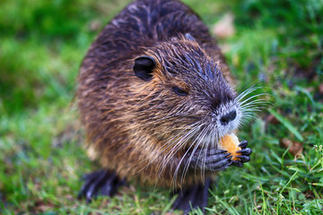 nutrie that has food in the paws and is on green grass
