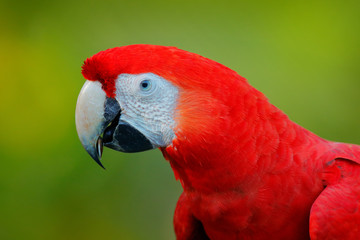 Detail head of parrot Scarlet Macaw, Ara macao, red head portrait in dark green tropical forest, Costa Rica. Wildlife scene from nature. Close-up bird from tropical forest.