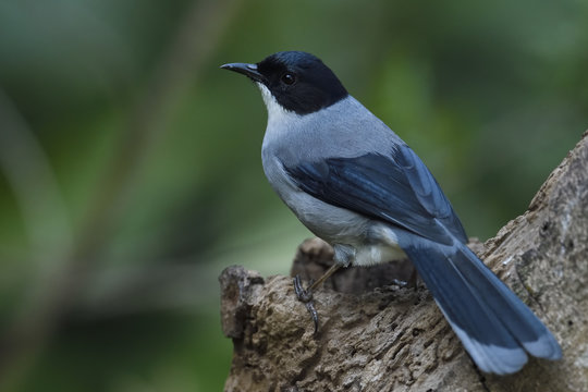 Black-headed Sibia
