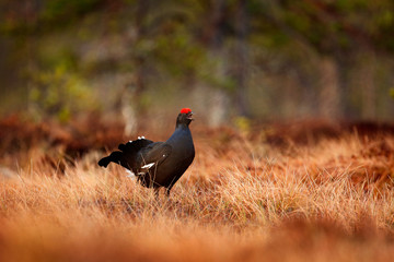Black grouse on the bog meadow. Lekking nice bird Grouse, Tetrao tetrix, in marshland, Sweden. Spring mating season in the nature. Wildlife scene from north Europe. Black bird with red crest.