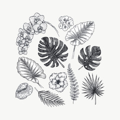 Exotic flowers and leaves collection. Design kit. Botanical vintage illustration. Vector illustration