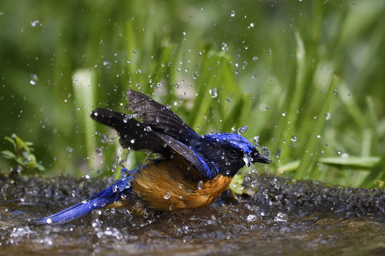 Fujian niltava bird bathing in water 
